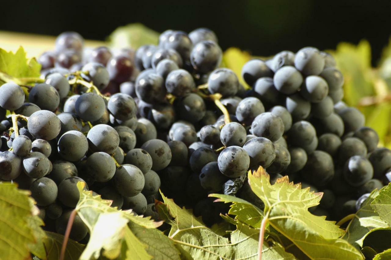 Agriturismo Campesi Casale Tra Le Vigne Aglientu Eksteriør bilde